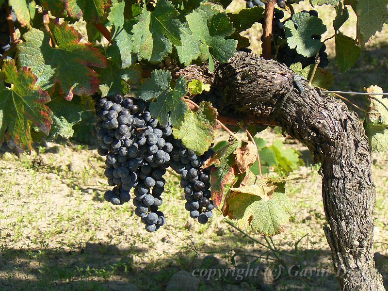 Vineyards near Saint-Émilion P1140416.JPG